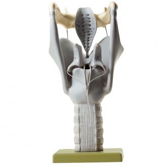 Somso Human Larynx Model