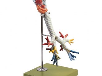 Somso® Human Larynx, Trachea, and Bronchi Model