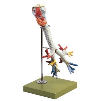 Somso® Human Larynx, Trachea, and Bronchi Model