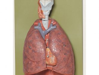 Somso® Human Thoracic Organs Model