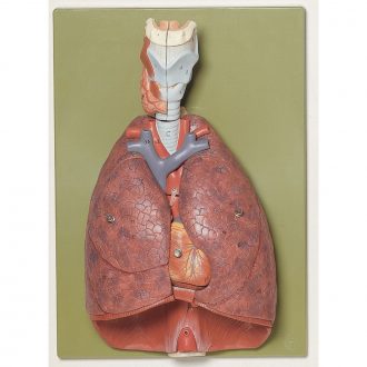 Somso® Human Thoracic Organs Model