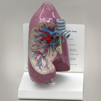 GPI Anatomicals® Human Lung Model