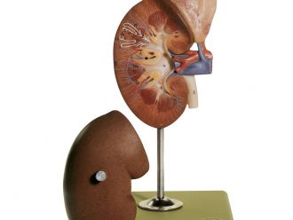 Somso Human Kidney and Adrenal Gland Model