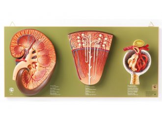 Somso Human Kidney, Nephron, and Glomerulus Model Set