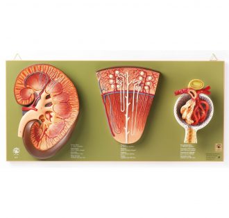 Somso Human Kidney, Nephron, and Glomerulus Model Set
