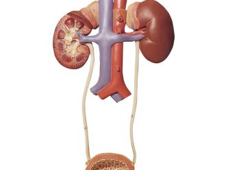 Somso Human Urinary System Model