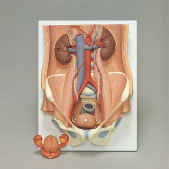 3B Human Male and Female Urinary System Model