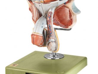 Somso Human Male Genital Organs Model