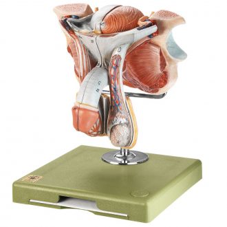 Somso Human Male Genital Organs Model