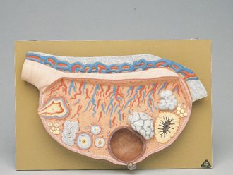 Somso® Human Female Ovary Model