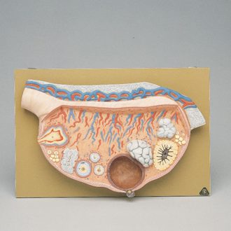 Somso® Human Female Ovary Model