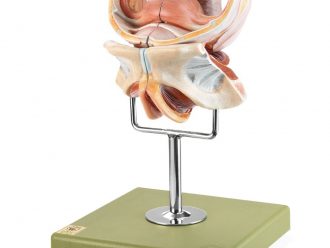 Somso Human Female Genital Organs Model