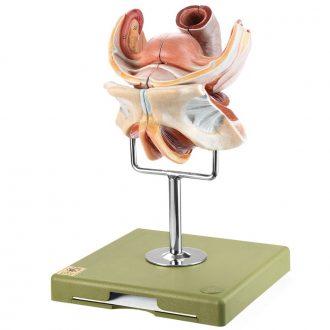 Somso Human Female Genital Organs Model