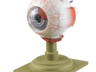 Somso Human Eye Model