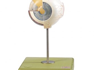 Somso® Human Sectional Eye Model