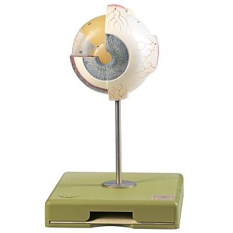 Somso® Human Sectional Eye Model