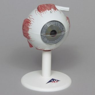 3B Human Eye Model