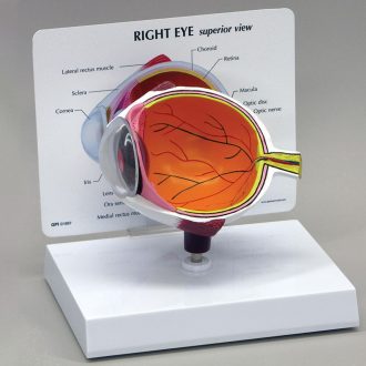 GPI Anatomicals® Economy Human Eye Model