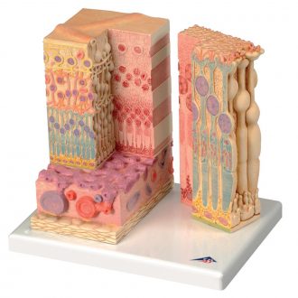 3B® Eye Microanatomy Model