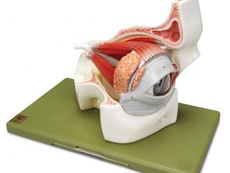 Somso® Human Eye in Orbit Model