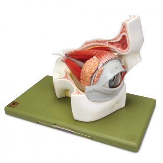 Somso® Human Eye in Orbit Model