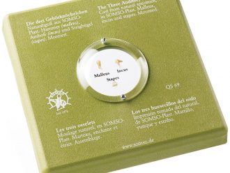 Somso Human Auditory Ossicles Model