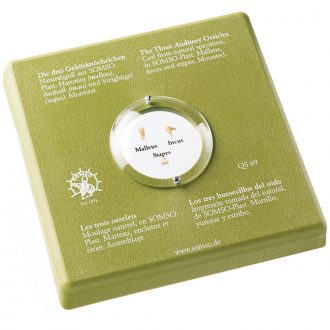 Somso Human Auditory Ossicles Model