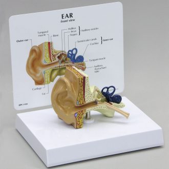 GPI Anatomicals® Human Ear Model, Life Size