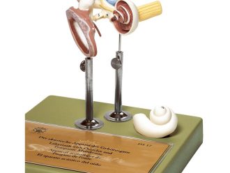 Somso Human Inner Ear Model, 4x