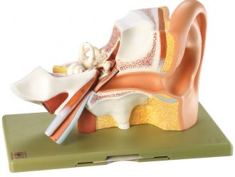 Somso Human Ear Model