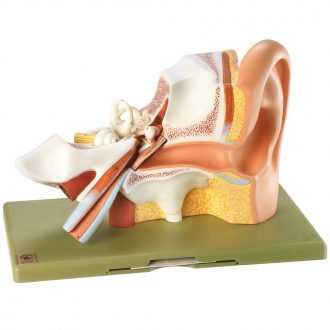 Somso Human Ear Model