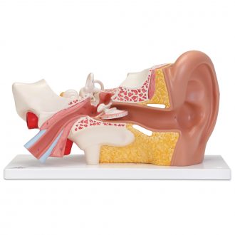 3B® Human Ear Model