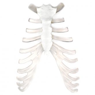 Human Bone Model, Sternum