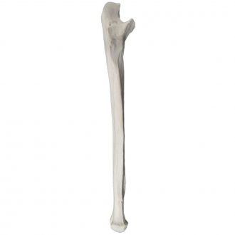Human Bone Model, Right Ulna