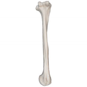 Human Bone Model, Right Humerus