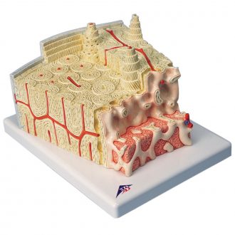 3B® Bone Microanatomy Model