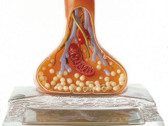Somso Human Nerve Ending and Synapse Model