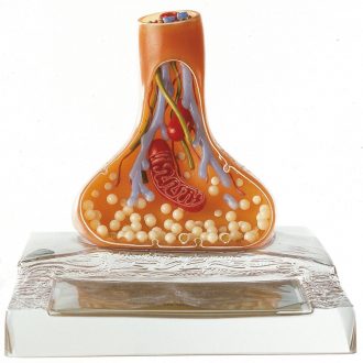 Somso Human Nerve Ending and Synapse Model