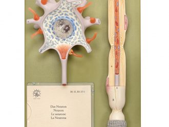 Somso® Human Neuron Model