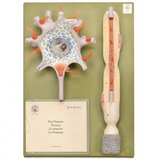 Somso® Human Neuron Model