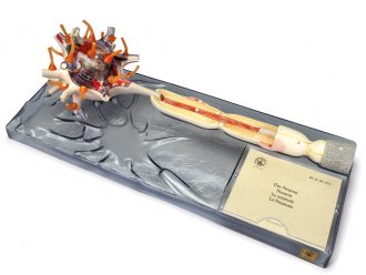 Somso Dissectible Human Neuron