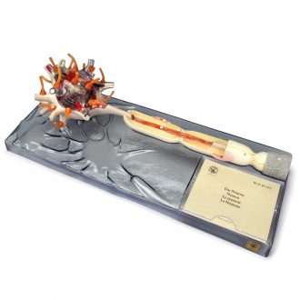 Somso Dissectible Human Neuron