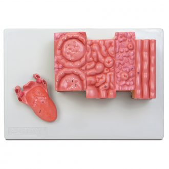 Altay Microstructure of the Human Tongue Model