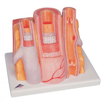 3B Artery and Vein Microanatomy Model