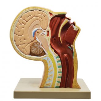 Nasal Swab Training Model