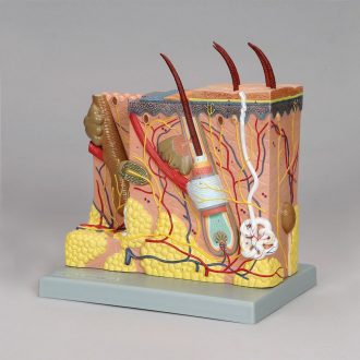 Altay® Human Skin Model