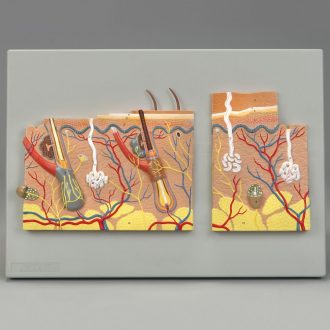 Altay Microstructure of Skin Model