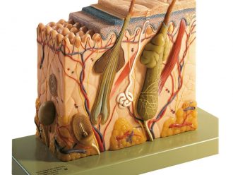 Somso® Human Skin Section Model