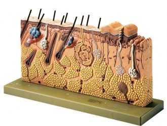 Somso Human Skin Model
