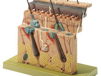 Somso® Hinged Human Skin Model
